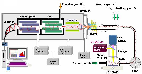 Fig. 1　LA-ICP-MSの装置構成