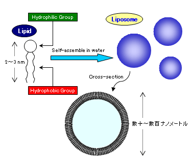 Fig.1  両親媒性脂質のリポソーム形成、およびリポソームのベシクル構造