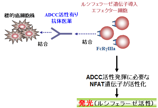ADCC（抗体依存的細胞障害）活性測定1