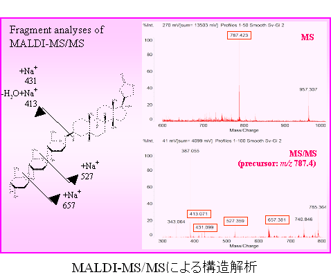 MALDI-MS/MSによる構造解析