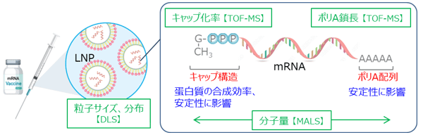 図1　 mRNA-LNP医薬品の構造(模式図)、および薬効に影響する因子とそれに対応した分析法(【】内)の一例。A、G、Pは化合物（A：アデニン、G：グアニン、P：リン酸）。合成される蛋白質の構造はmRNAを構成する化合物の並び順によって決まる。
