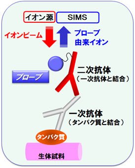 図１　SIMSによる特定タンパク質の検出原理